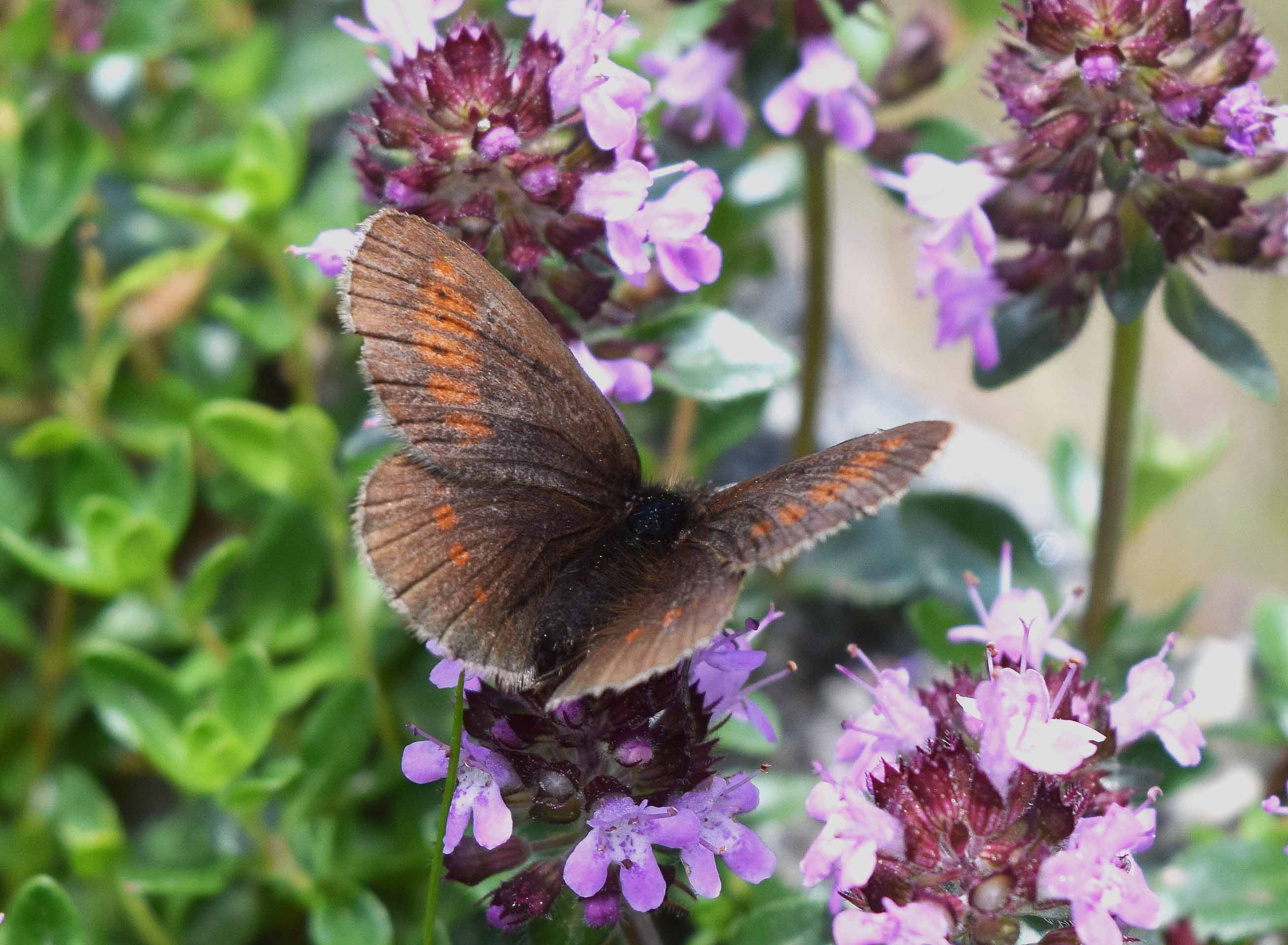 Aiuto identificazione Erebia 1- Erebia melampus